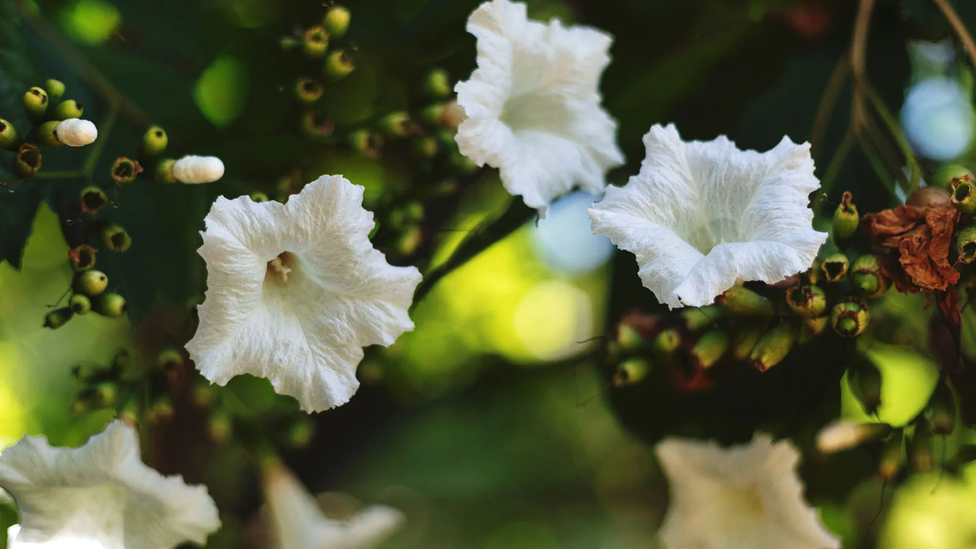 Flores da baba-de-boi. Suas pétalas são brancas, com um caule também branco no meio, e lembram um pouco a aparência do hibisco.