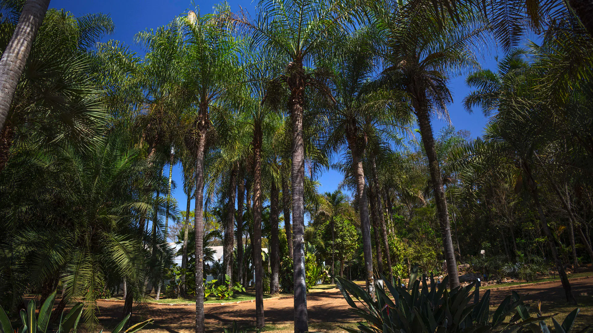 Várias bocaiuvas plantadas em um dos jardins do Instituto Inhotim.