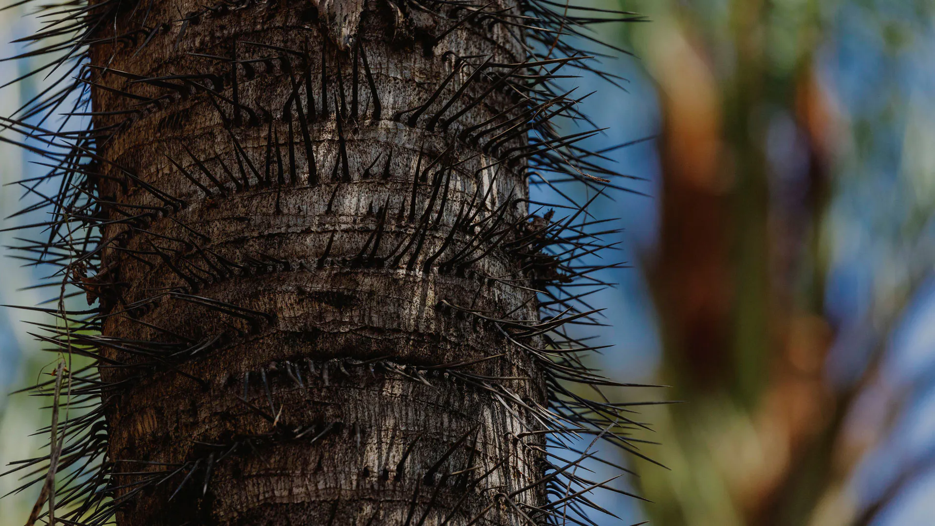 Destaque nos espinhos da bocaiuva, que servem para ajudar a proteger a planta.