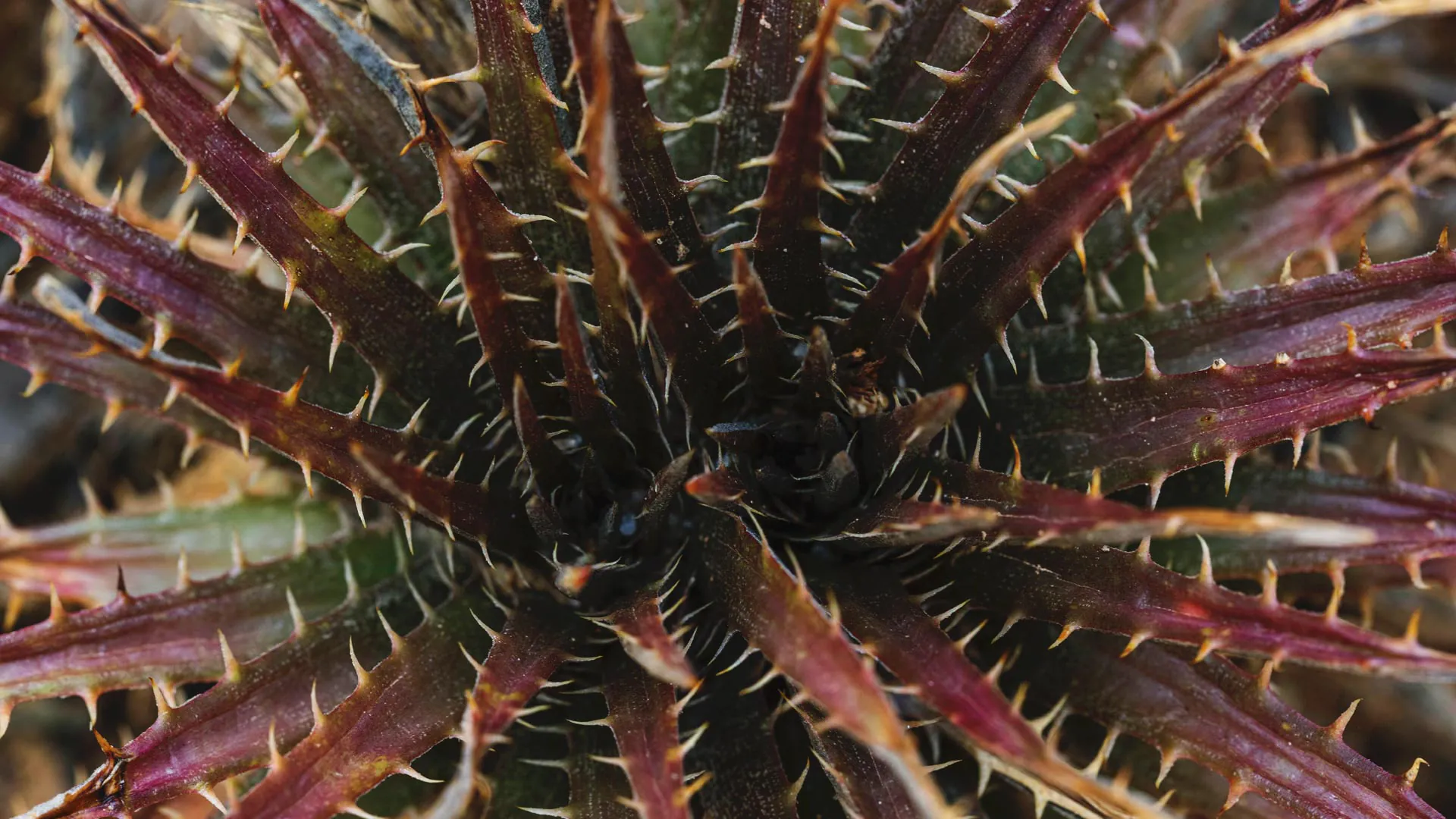 Detalhe da bromélia: tem cor arroxeada, folhas que lembram lanças e espinhos nas pontas.