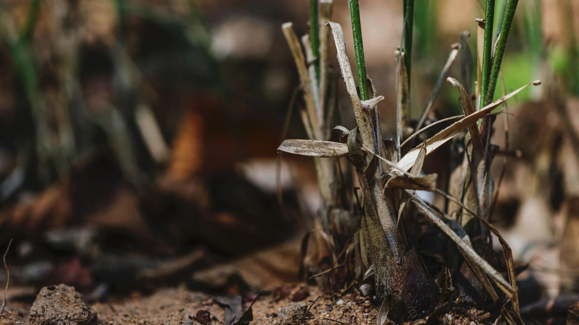 Bromélia no Inhotim com novos brotos nascendo. As folhas são finas, verdes e lisas.