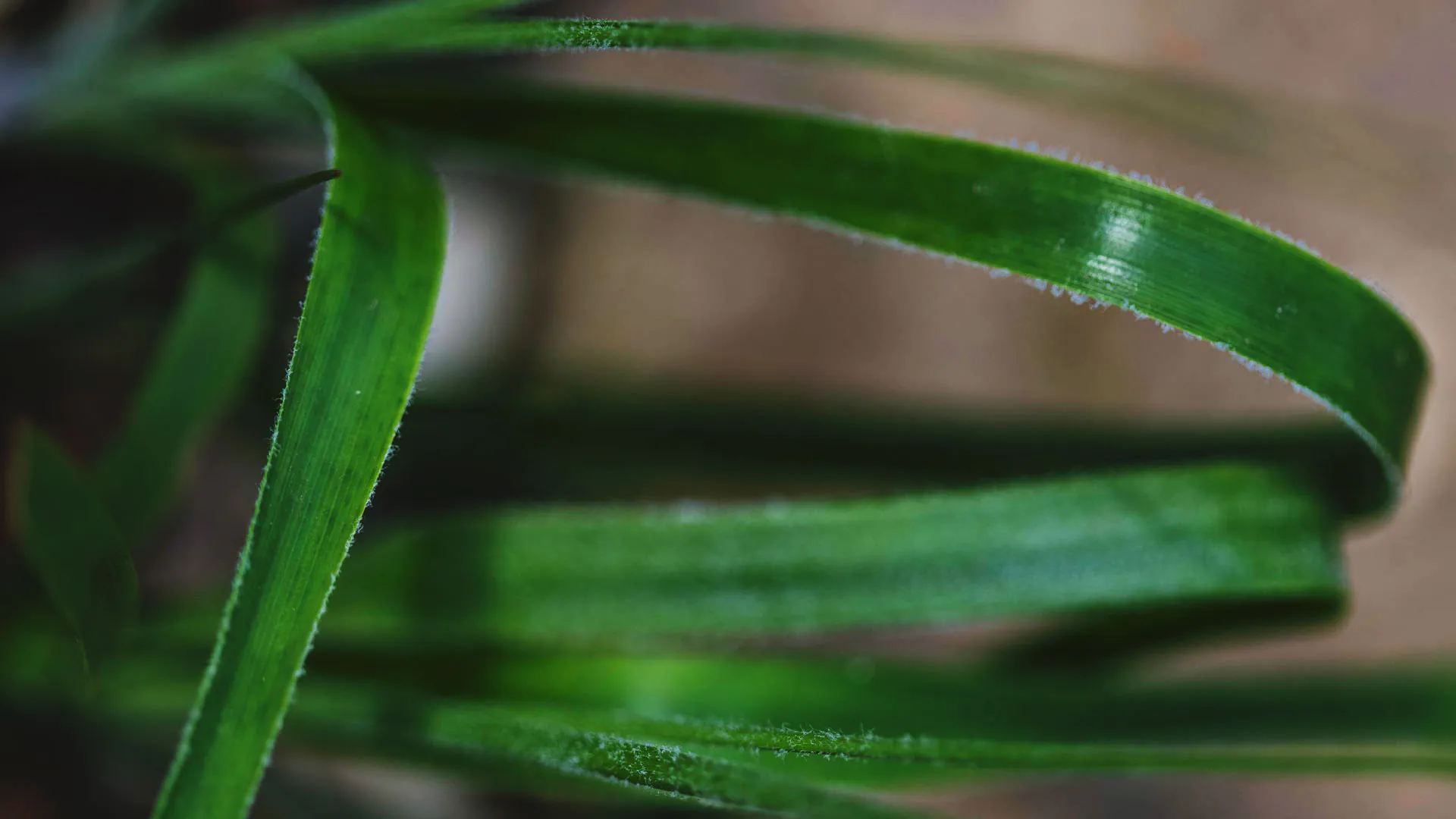 Detalhe das folhas da bromélia. Têm cor verde, bordas lisas, formato alongado e acicular.