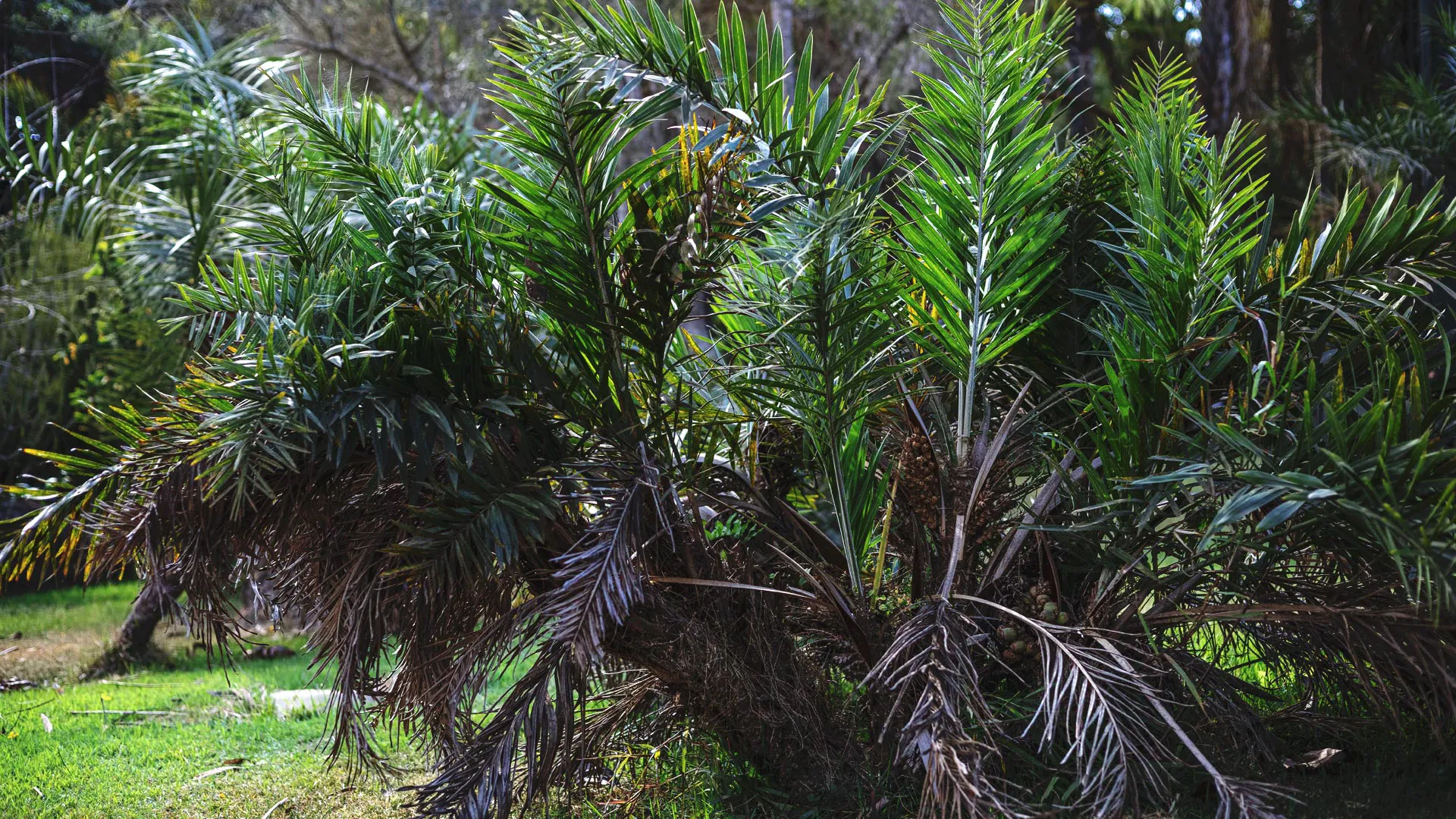 Folhas do buri-falso em diferentes estágios: algumas em tons fortes de verde, outras mais acinzentadas.