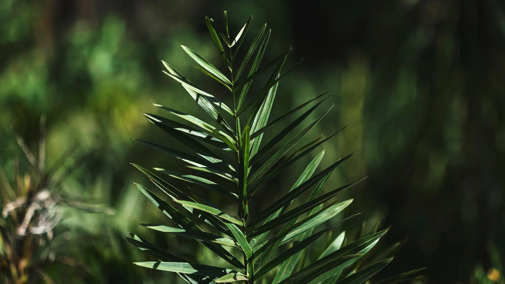 Detalhe da folha do buri-falso, que tem formato alongado e cor verde-escura.