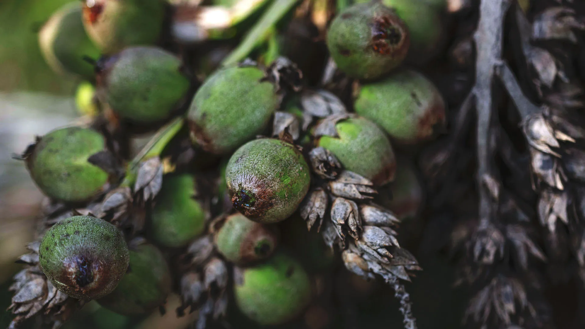 Frutos do buri-falso, que são arredondados e coloração esverdeada.