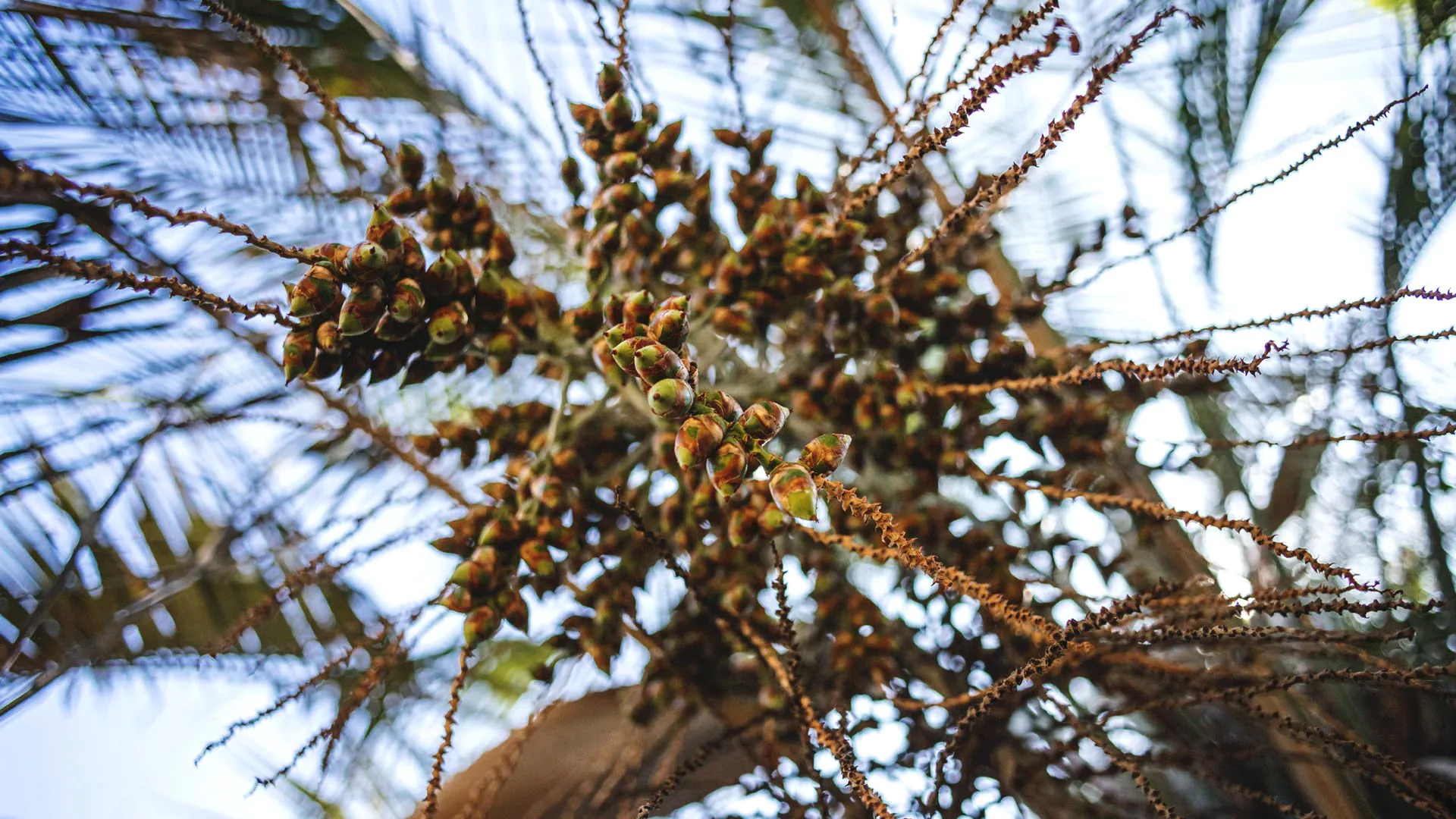 Detalhe dos frutos do butiá.