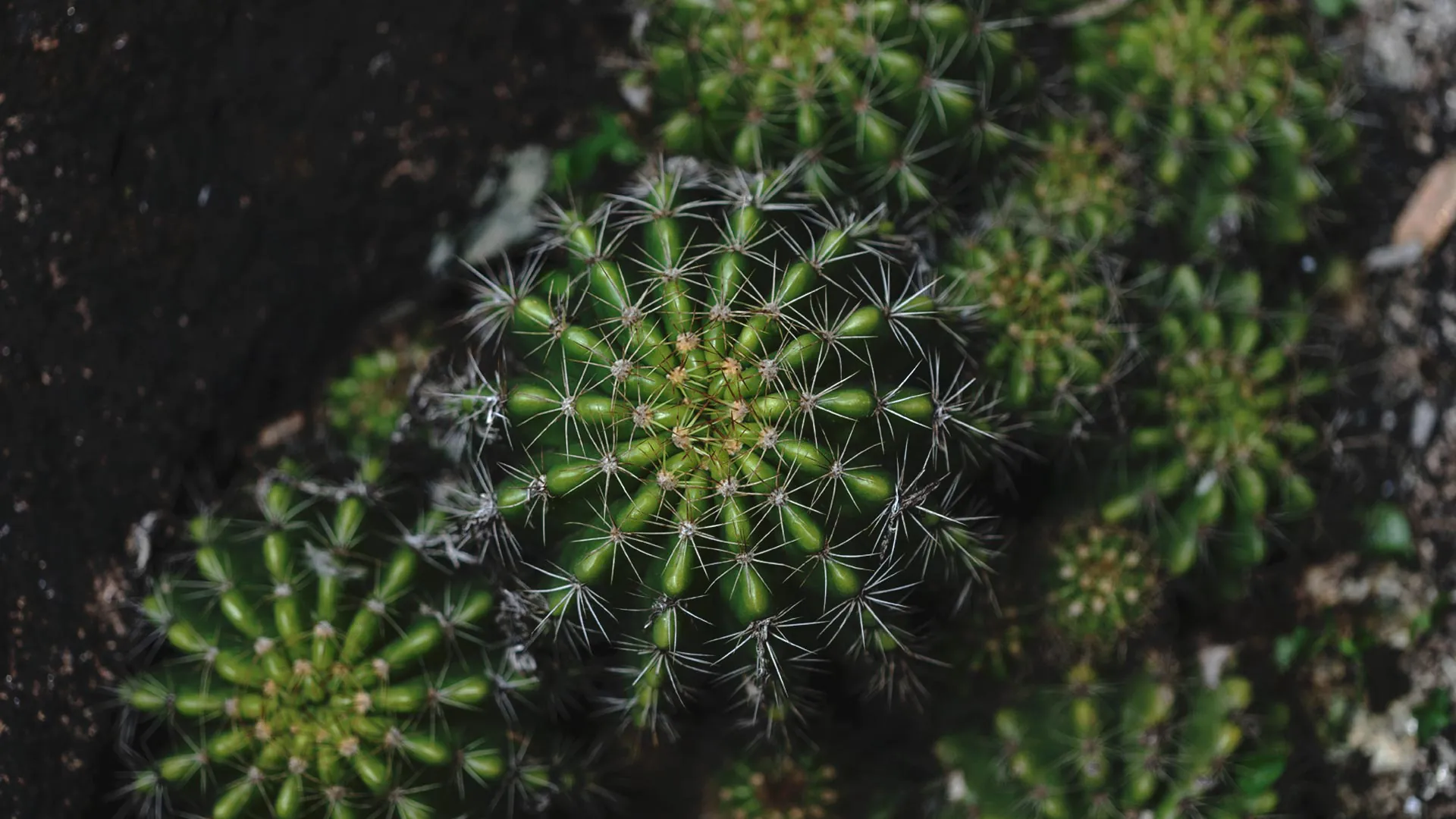 Um cacto-ouriço-do-mar visto de cima. Outros exemplares menores, com menos foco, estão próximos do principal.