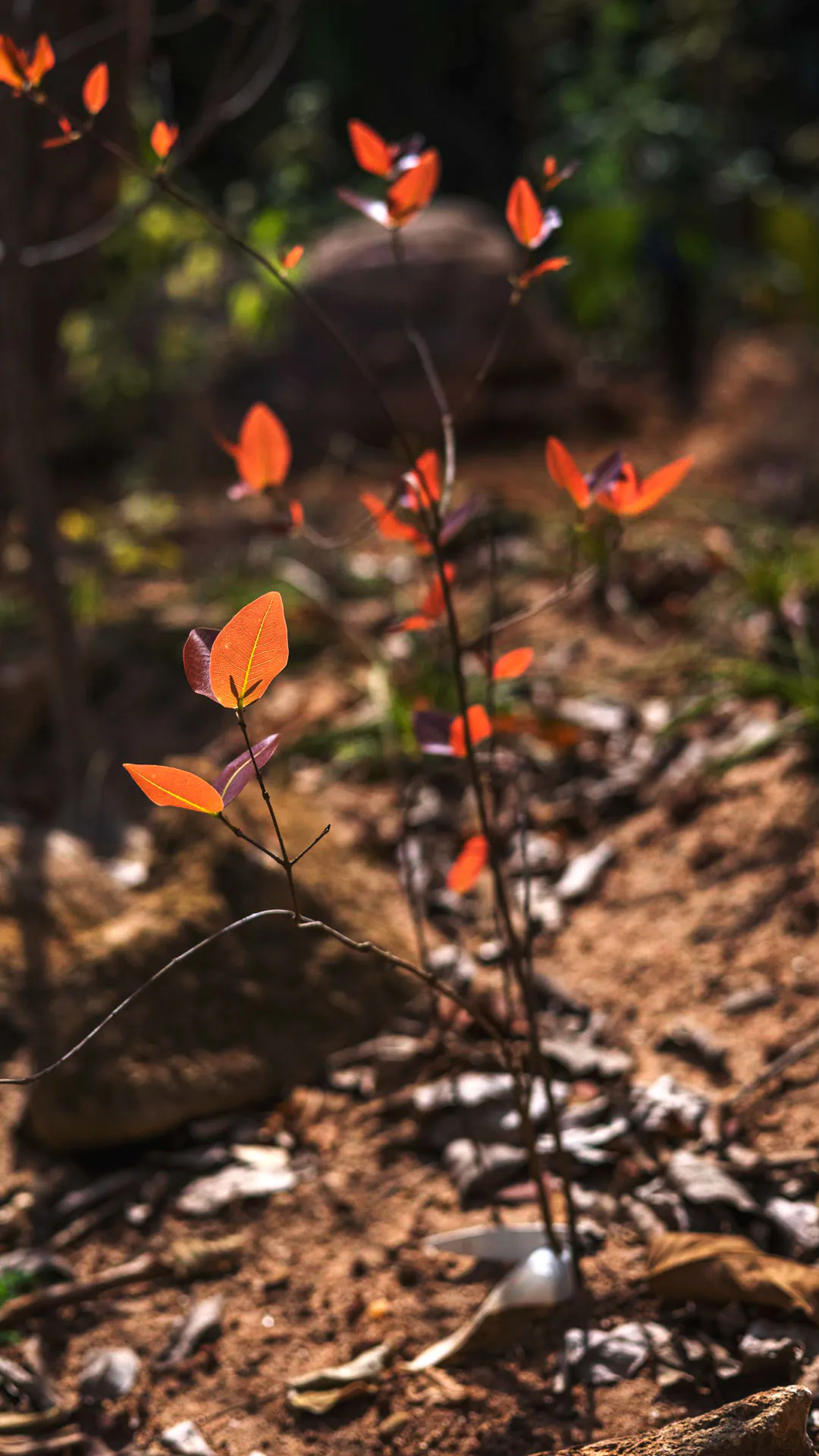 Cagaita plantada em um dos jardins do Instituto Inhotim.
