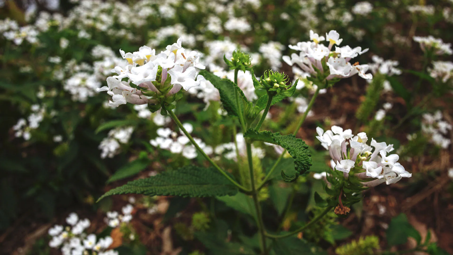 Ramos de camará plantados, formando quase uma colcha de flores. Suas pétalas são brancas e delicadas.