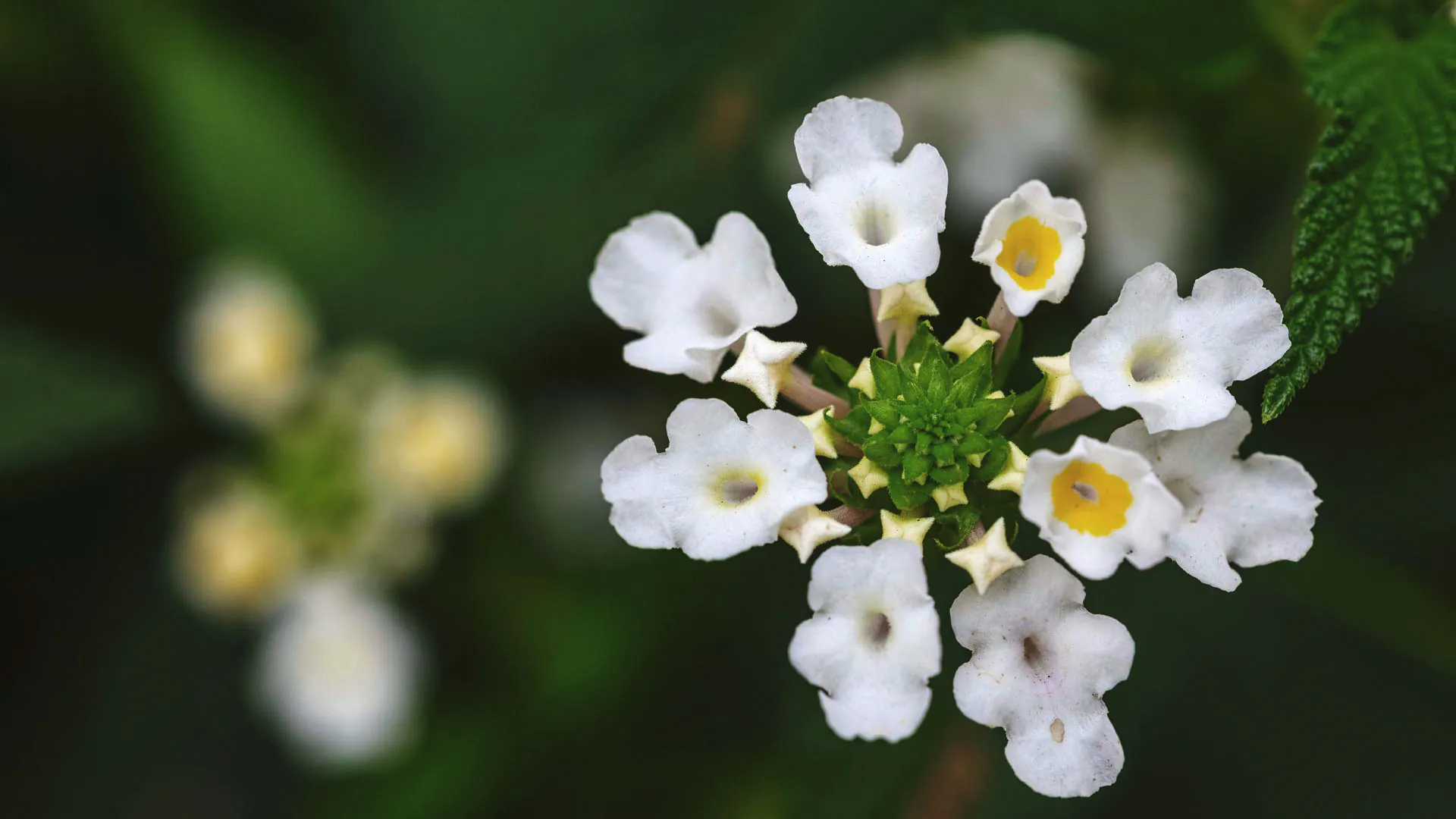 Detalhe da flor de camará: suas pétalas são brancas e remetem à um trompete. Algumas flores têm um miolo amarelo ao centro.