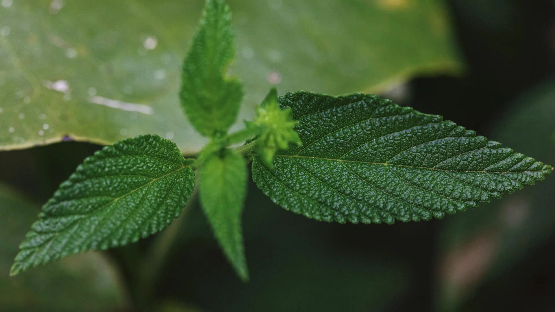 Detalhe da folha de camará. Sua cor é verde-escura, seu formato é arredondado, e suas bordas são levemente dentadas.