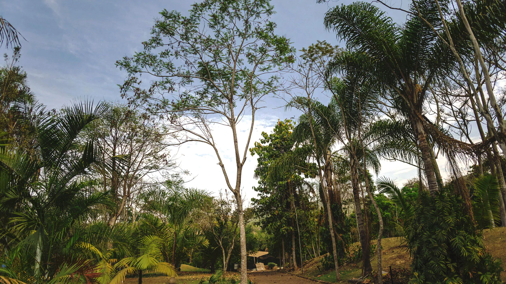 Árvore da canafístula em destaque. Os galhos crescem para cima e a folhagem é delicada.