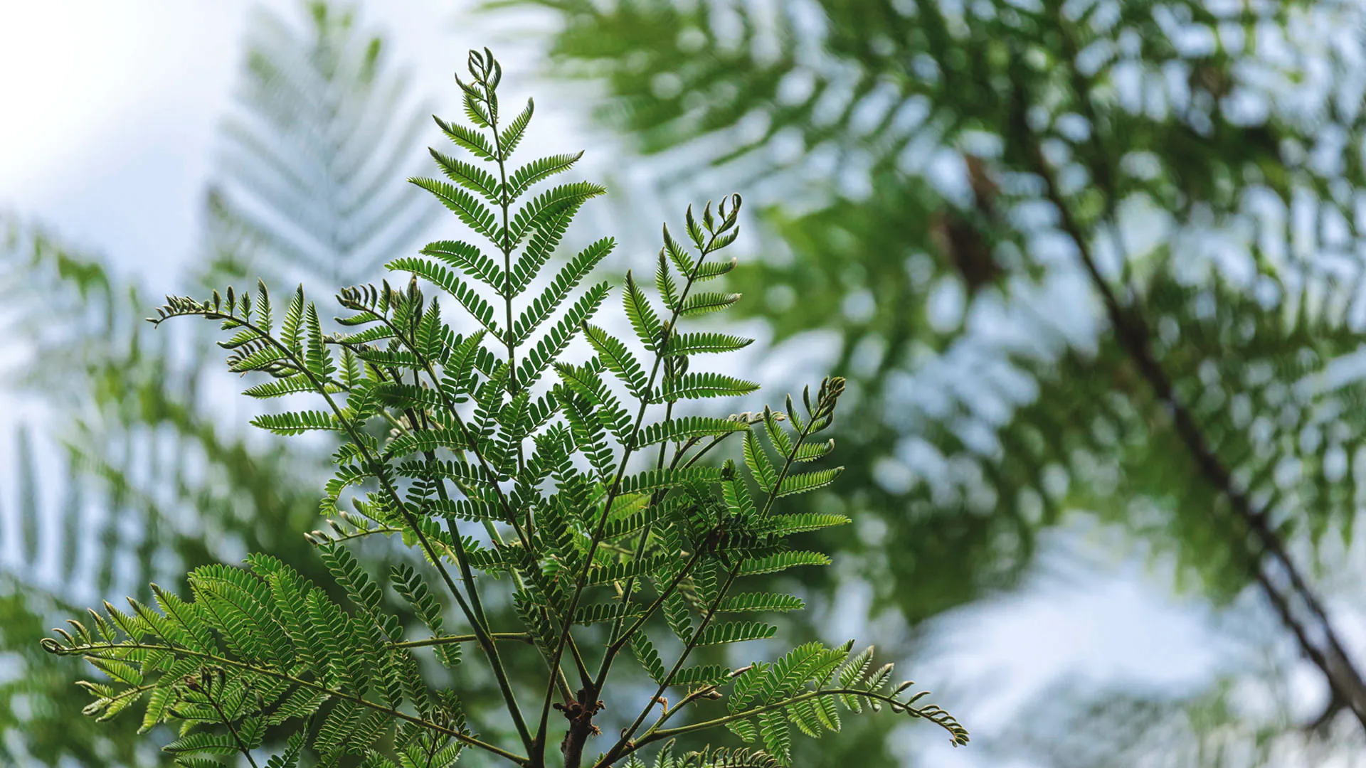 Ramos das folhas esverdeadas da canafístula.