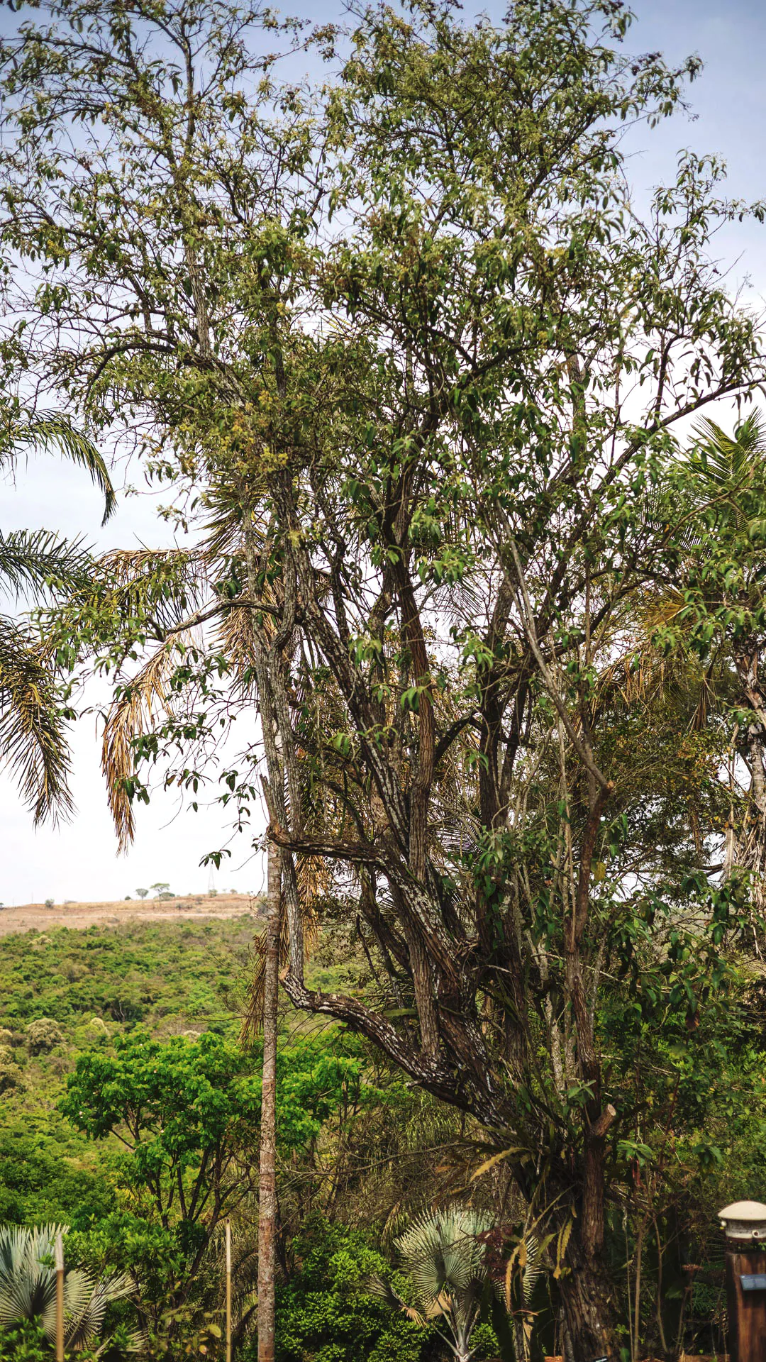 A candeia se destaca pela sua altura.