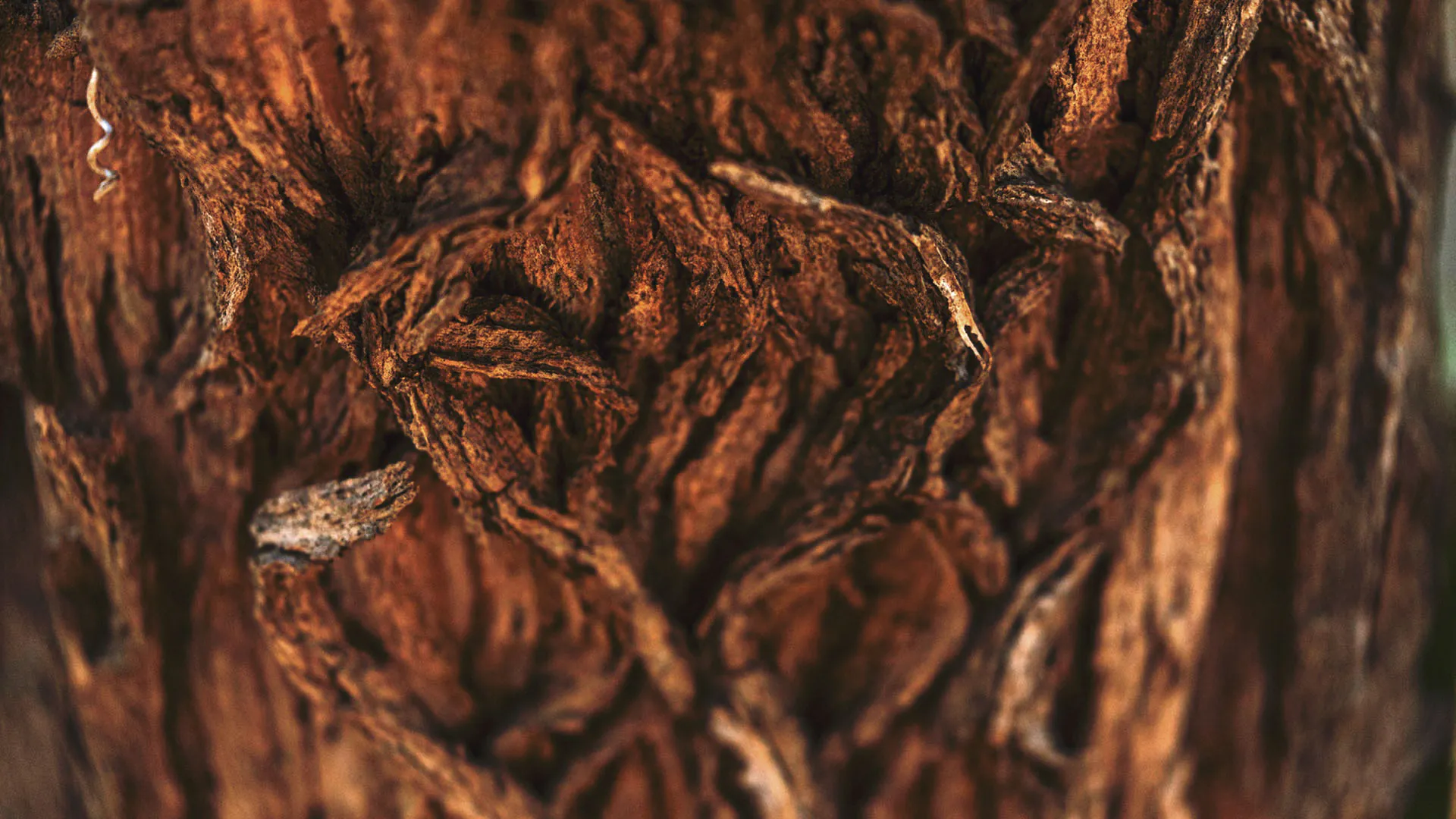 O tronco da candeia apresenta diferentes texturas, quase como se algo tivesse torcido o tronco.