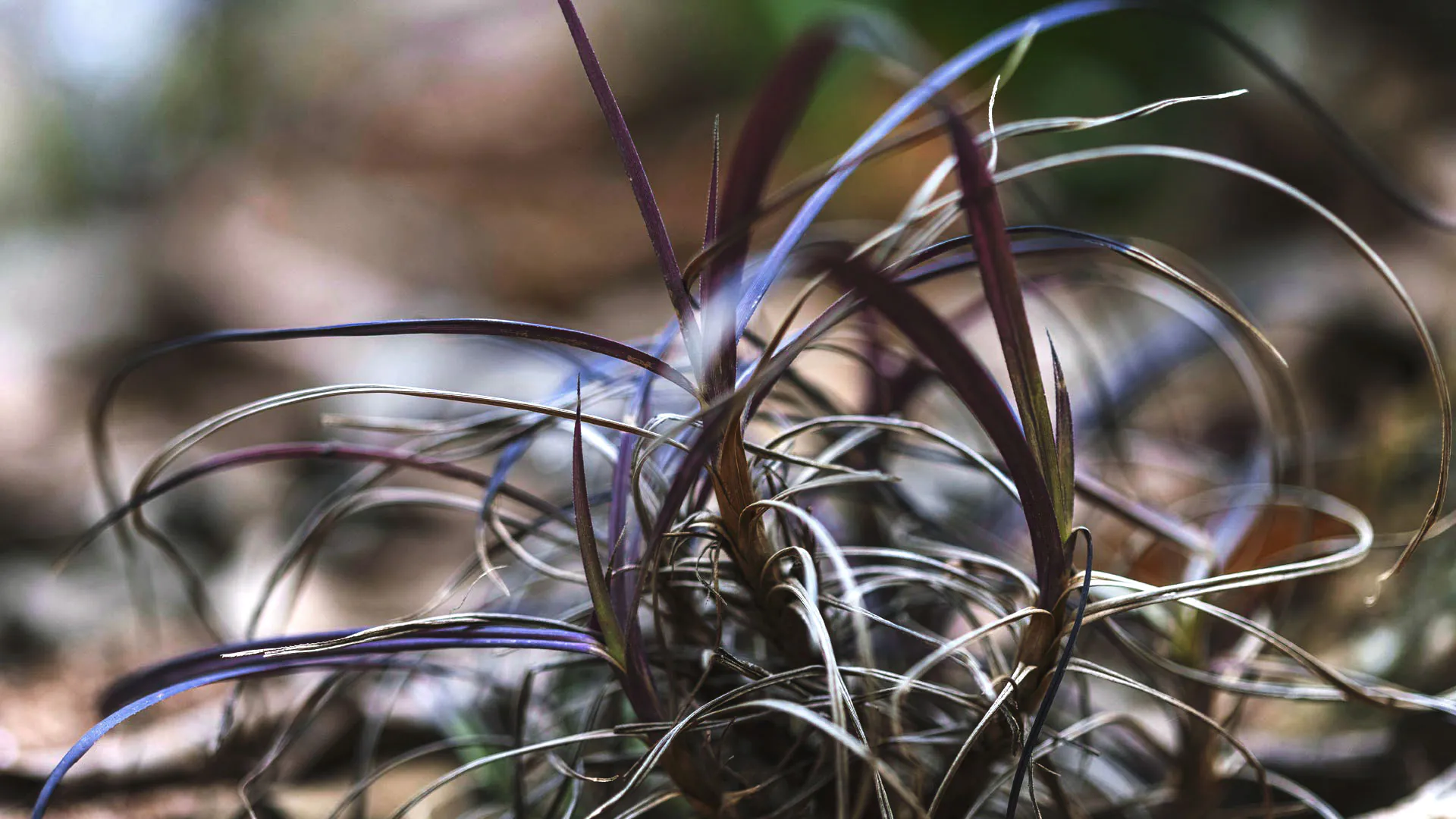 Uma canela-de-ema enfeitando os jardins do Inhotim. Suas folhas têm cor arroxeada, são finas e alongadas.