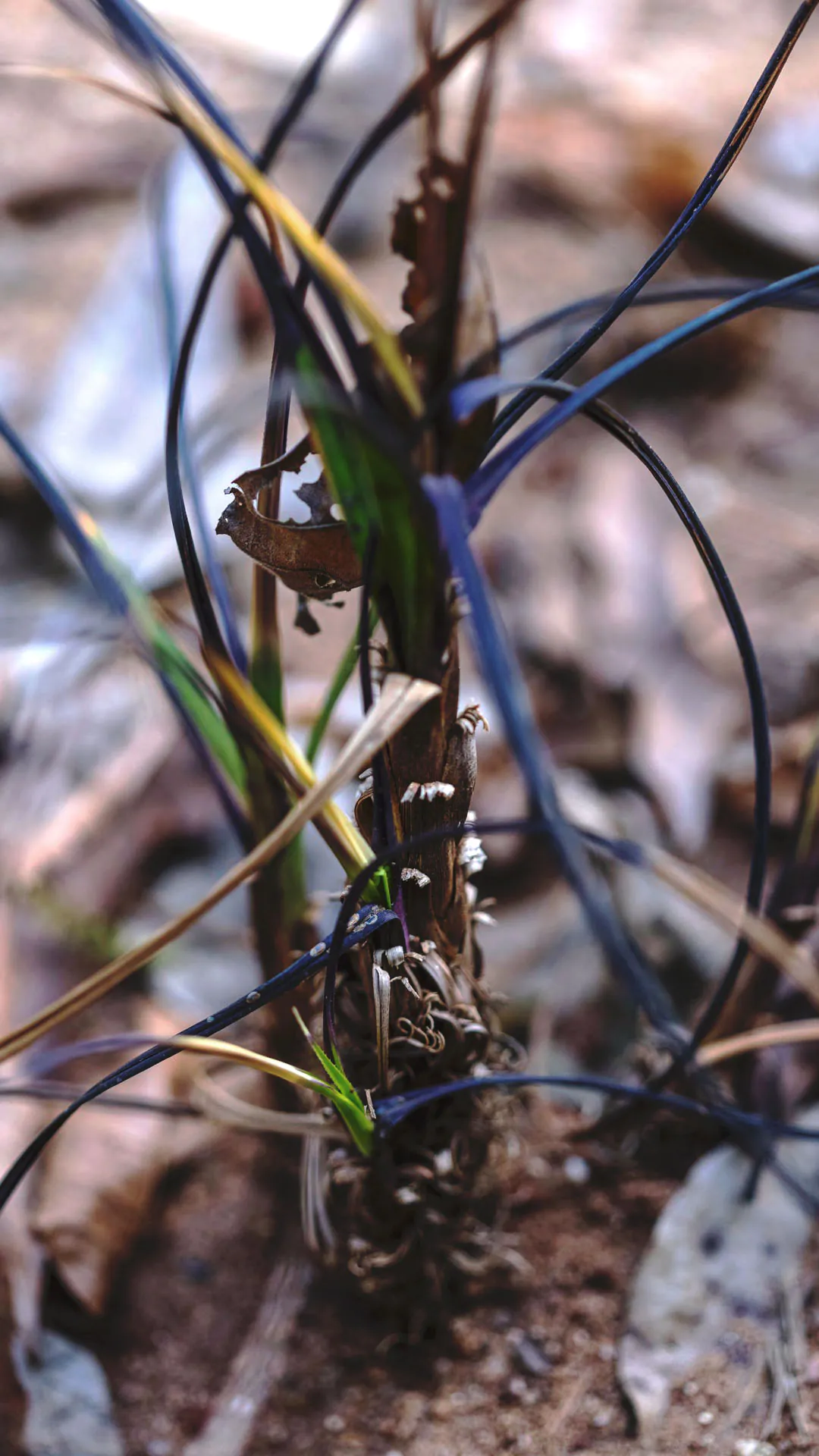 Detalhe dos ramos da canela-de-ema, que têm coloração arroxeada.