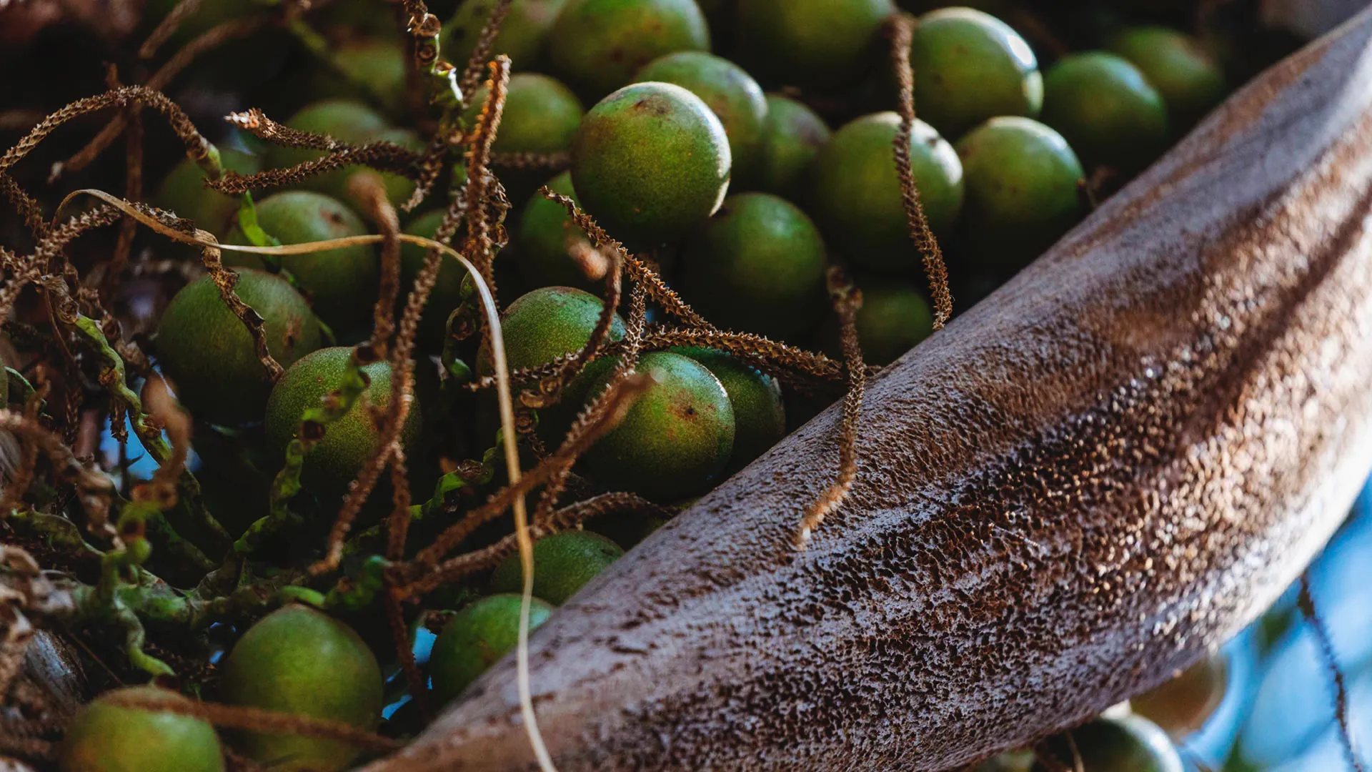 Detalhe dos frutos da bocaiuva.