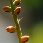 Detalhe dos brotos da bromélia (Dyckia pectinata).