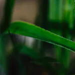 Detalhe da folha da bromélia (Pitcairnia curvidens).