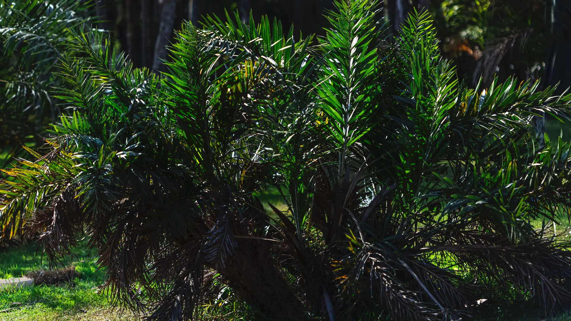 Detalhe das folhas do buri-falso.