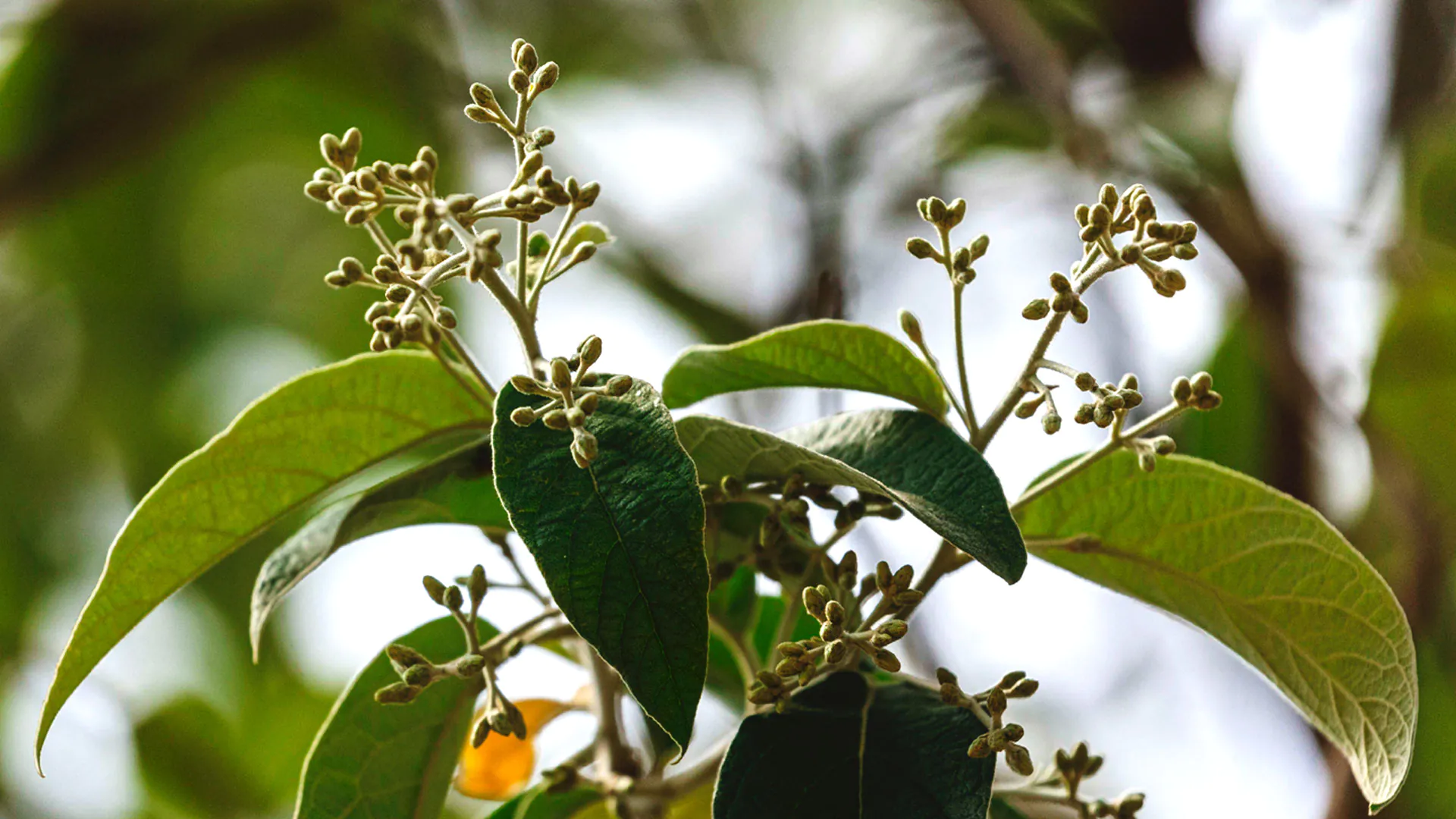 Detalhes das folhas da candeia.