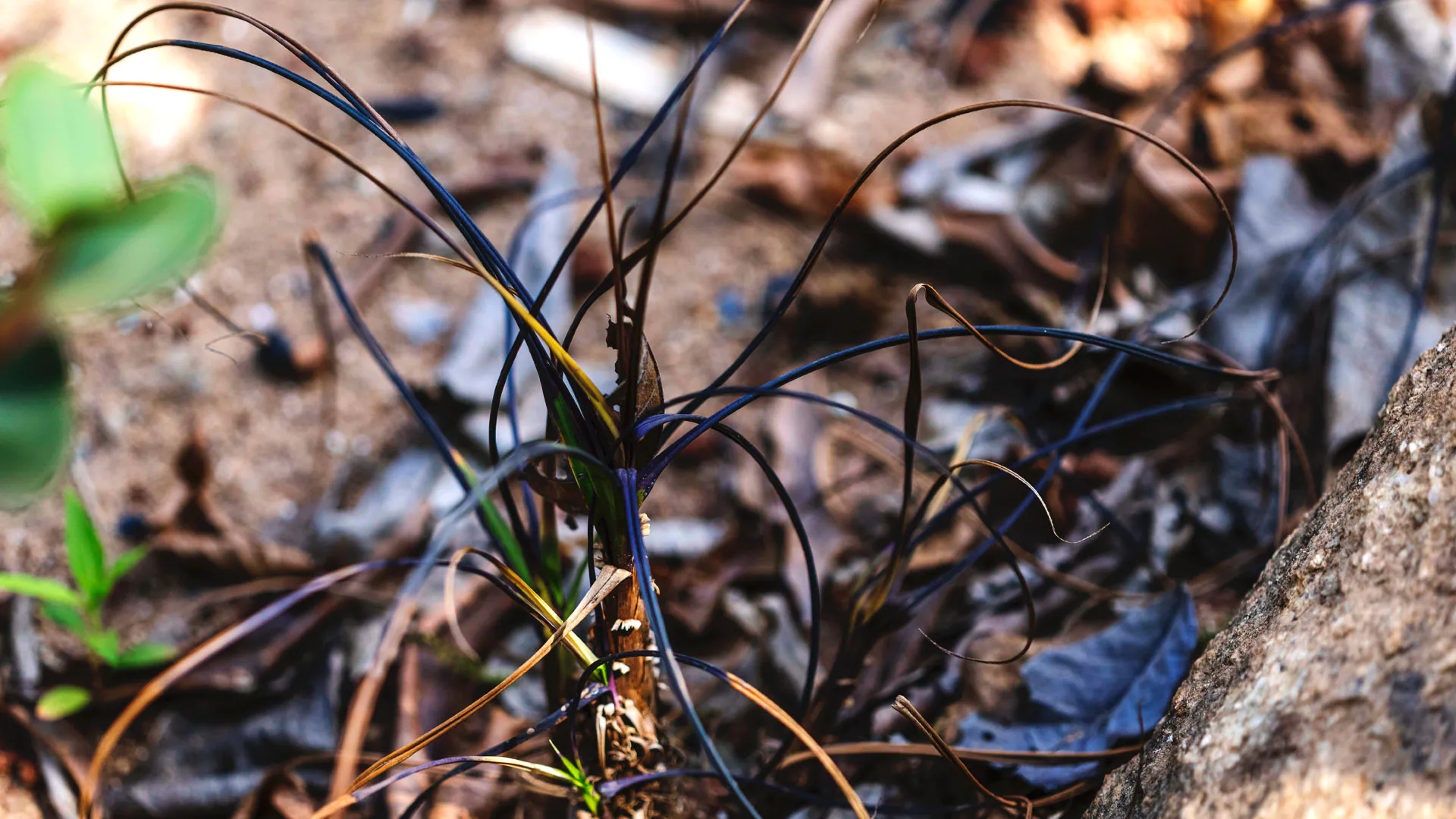 Detalhe da canela-de-ema (Vellozia albiflora).