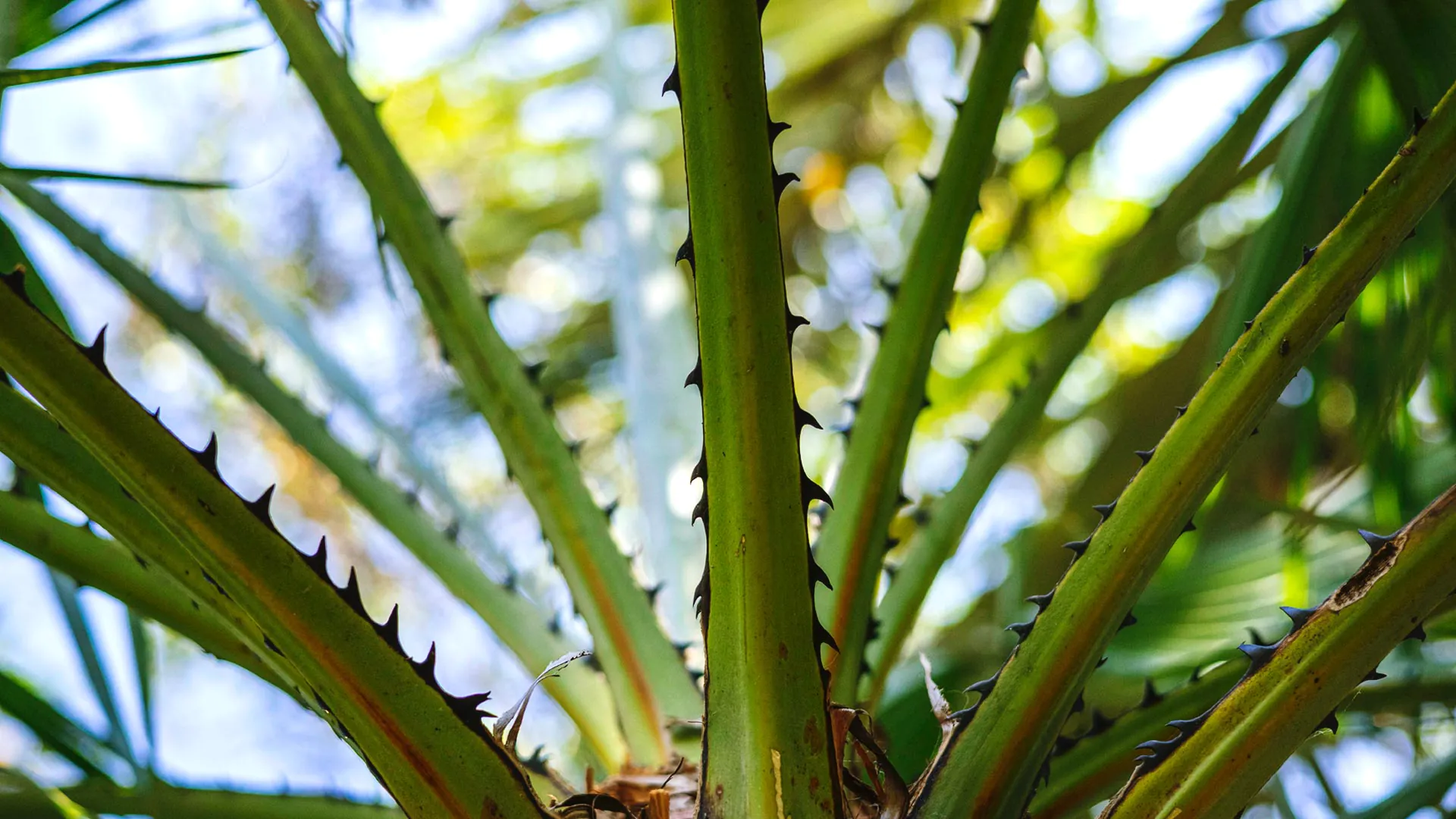 Detalhe das folhas da carnaúba, que parecem ter pequenos espinhos na ponta.