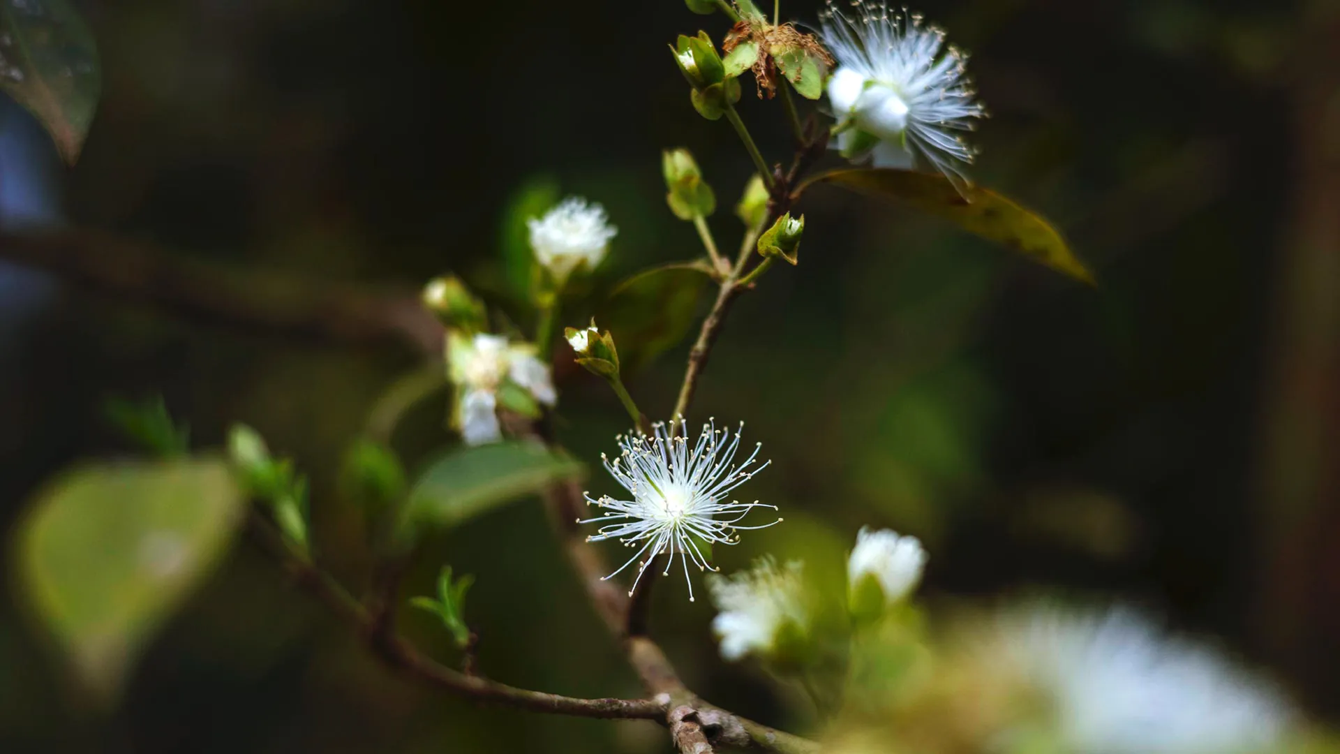 Detalhe das flores da cerejeira.