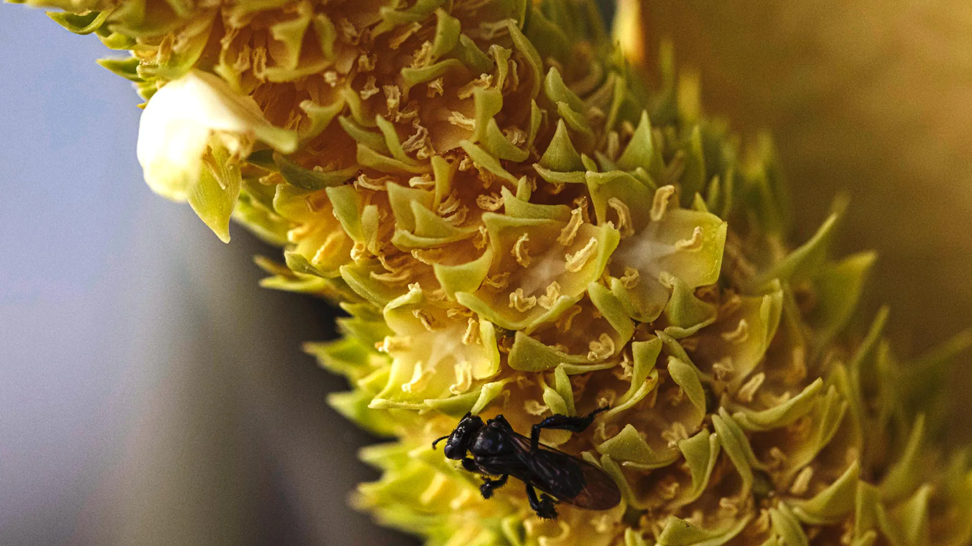Detalhe do coco-da-chapada.
