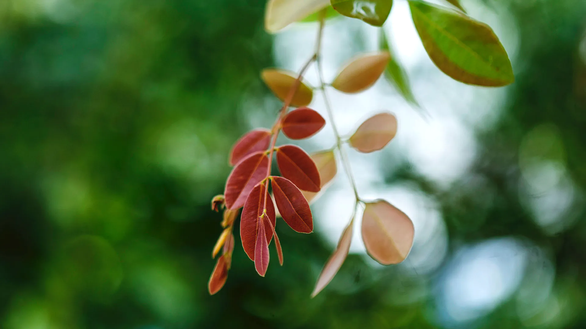 Detalhe da copaíba.