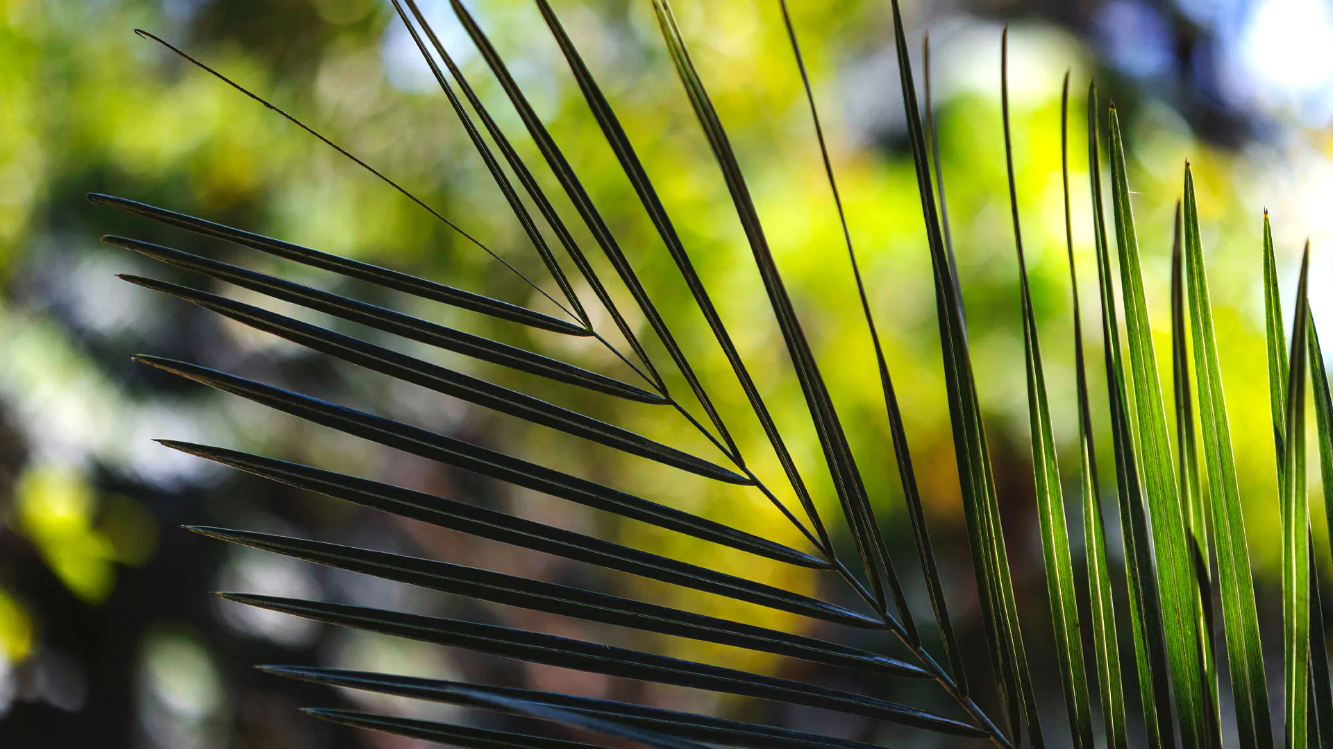 Detalhe das folhas do coquinho-do-cerrado.