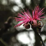 Detalhe das folhas do embiruçu-campestre.