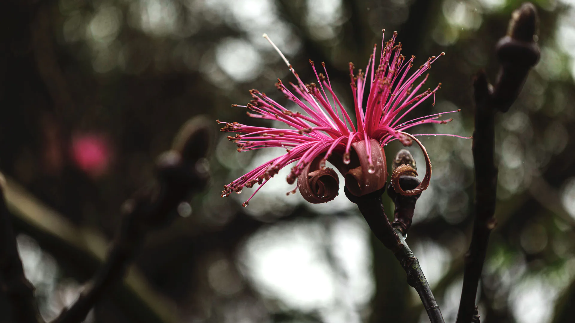 Detalhe das folhas do embiruçu-campestre.