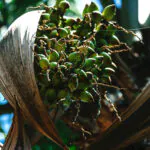 Detalhe dos frutos esverdeados da gueroba.