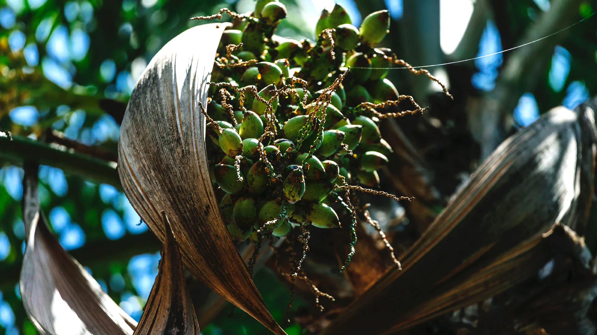 Detalhe dos frutos esverdeados da gueroba.