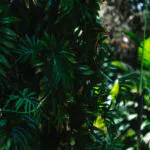 Detalhe das folhas do imbê-costela.