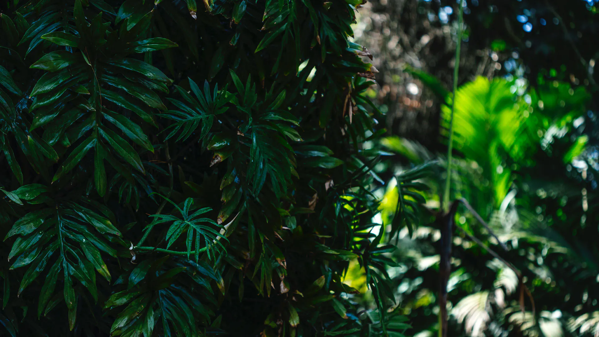 Detalhe das folhas do imbê-costela.