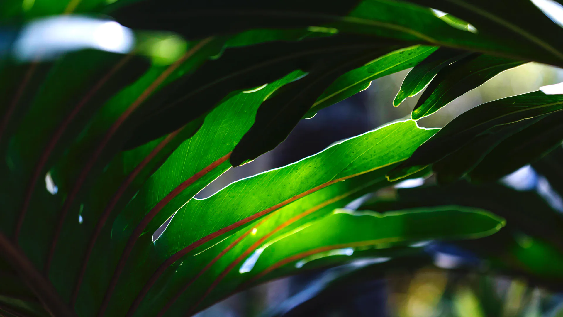 Detalhe das folhas verdes e alongadas do imbê.