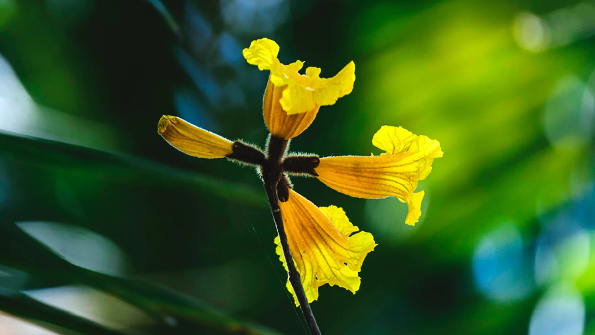 Detalhe da flor do ipê-amarelo, um dos símbolos do Cerrado.