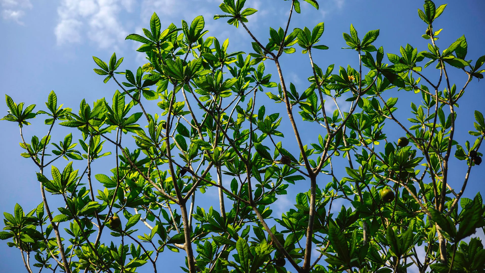 Folhas na ponta dos galhos da árvore de jenipapo.