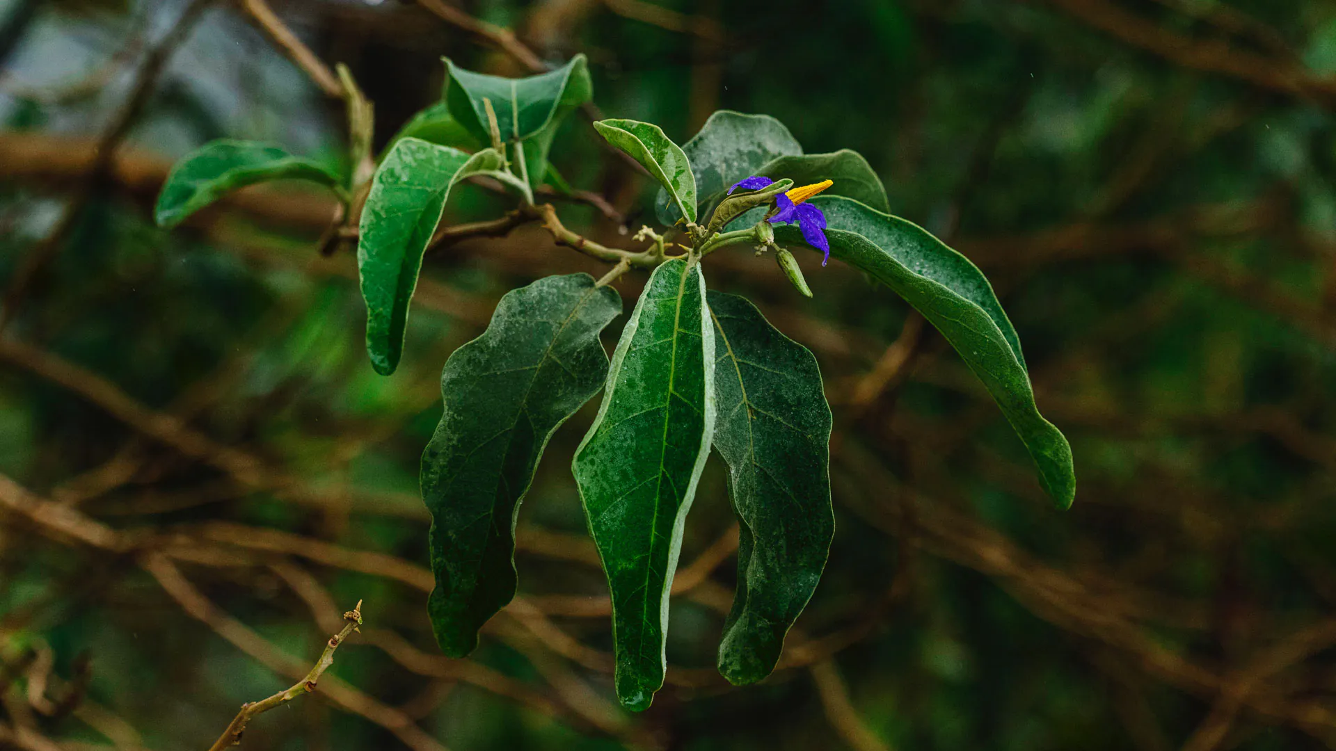 Detalhe das folhas verde-escuro da lobeira.
