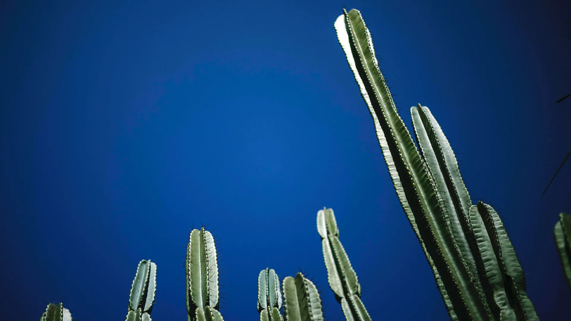 Destaque para topo de mandacarus no Inhotim.