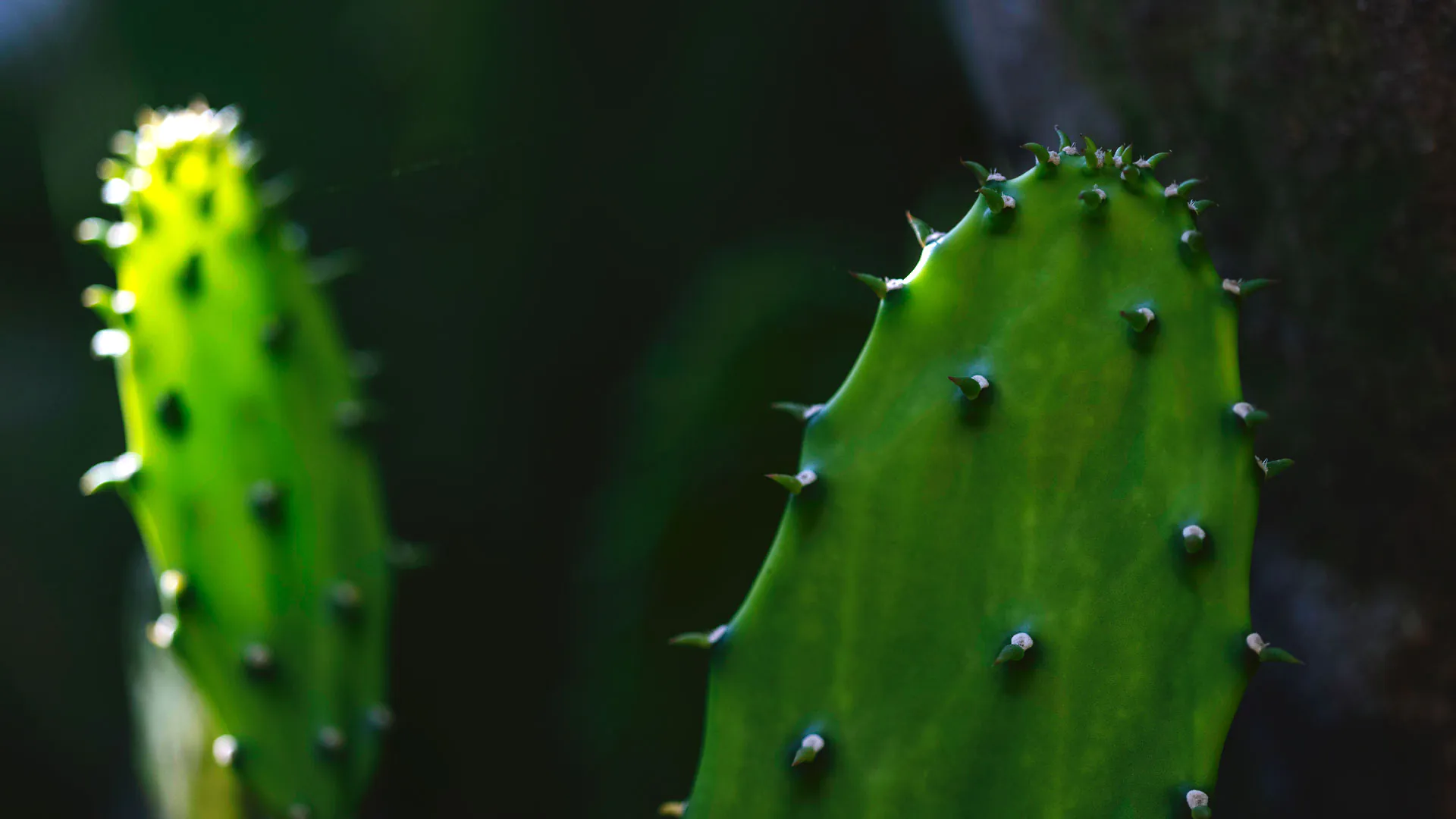Detalhe das extremidades da palma-doce.