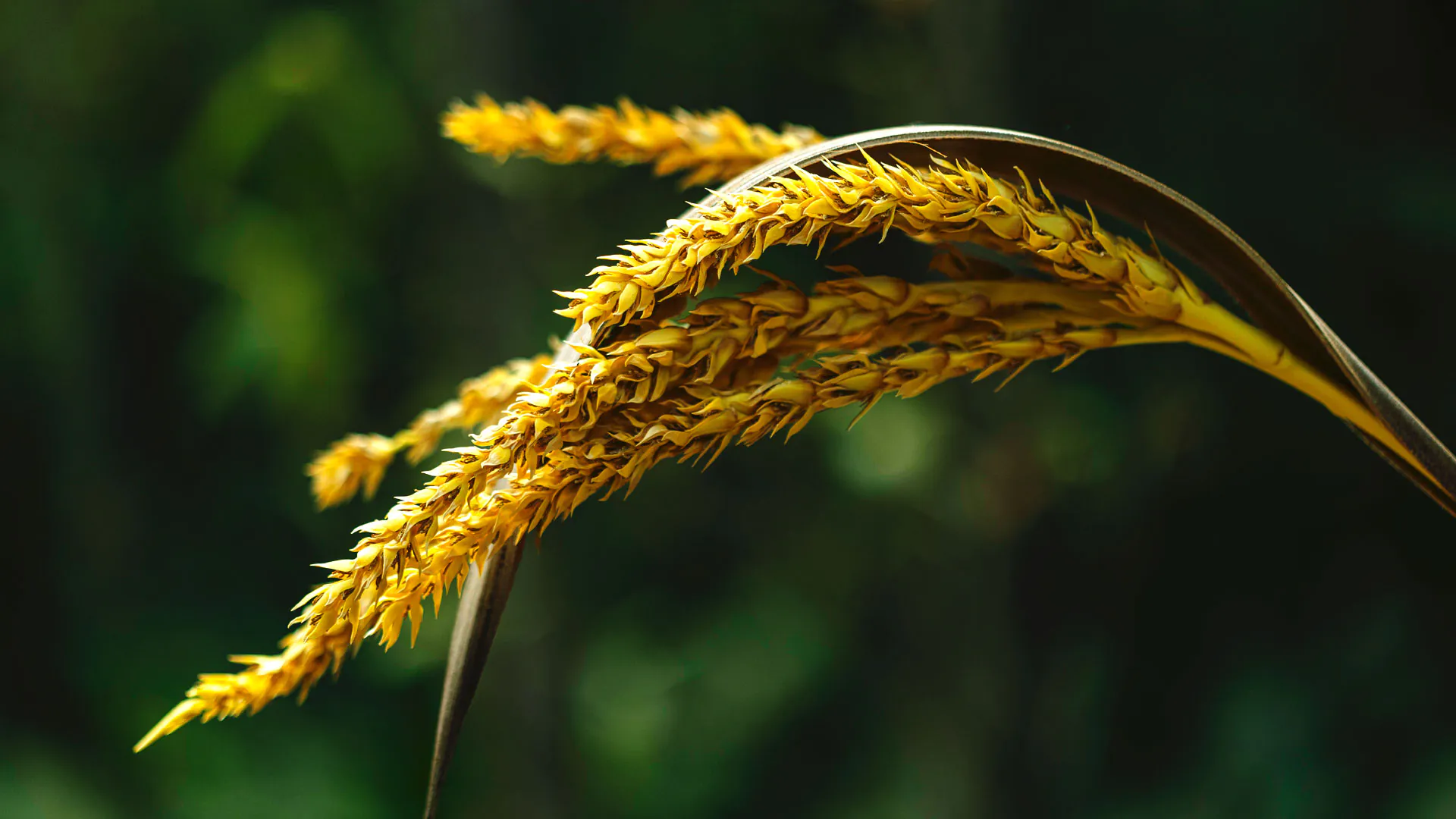 Detalhe das flores amareladas da palmeirinha-azul.