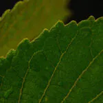 Detalhe da extremidade das folhas do pequi, uma das espécies símbolo do Cerrado brasileiro.