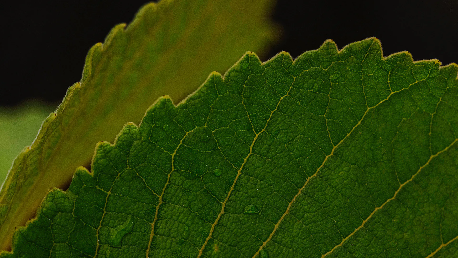 Detalhe da extremidade das folhas do pequi, uma das espécies símbolo do Cerrado brasileiro.