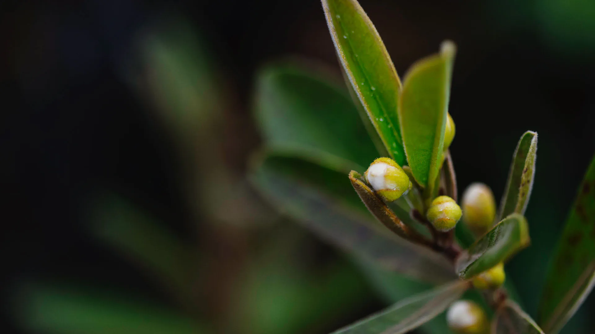 Detalhe das folhas e frutos da perinha-do-cerrado.