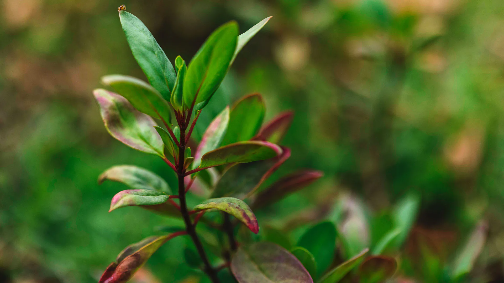 Detalhe das folhas de resedá-amarelo.