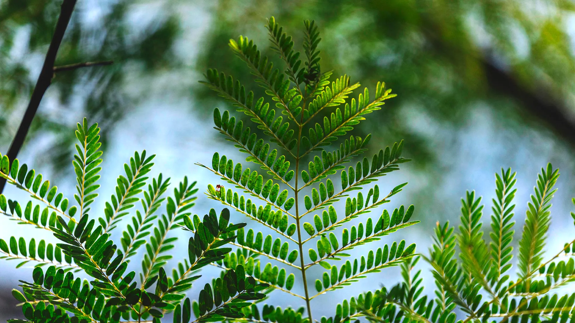 Detalhe das delicadas folhas de vinhático no Inhotim.
